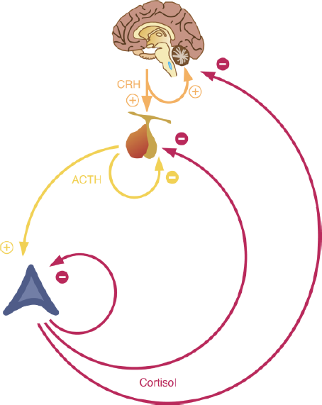 Der HPA-Regelkreis als wichtiges System für die Koordinierung des Tag-Nacht-Rhythmus, die Steuerung des Stoffwechsels und die Übertragung von Stress-Signalen.